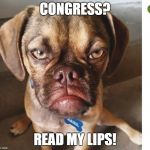 Grumpy DOG | CONGRESS? READ MY LIPS! | image tagged in grumpy dog | made w/ Imgflip meme maker
