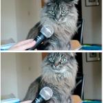 cat and microphone