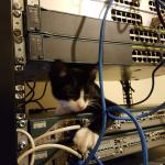 Network cat
