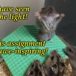 Hamster King of the Mountain | I have seen the light! This assignment is awe-inspiring! | image tagged in hamster king of the mountain | made w/ Imgflip meme maker