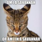 Savannah Cat - young | AM I A SAVANNAH; OR AM I IN A SAVANNAH | image tagged in savannah cat - young | made w/ Imgflip meme maker
