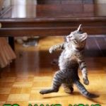 Cat strutting  | AFTER  YOU  MOW  THE  GRASS; TO  MAKE  YOUR  FAMILY  SAFE | image tagged in cat strutting | made w/ Imgflip meme maker