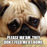 sad pug | PLEASE MA'AM. THEY DON'T FEED ME AT HOME. | image tagged in sad pug | made w/ Imgflip meme maker