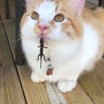 lizard got cat's tongue