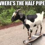 goat on skate | WHERE’S THE HALF PIPE? | image tagged in goat on skate | made w/ Imgflip meme maker