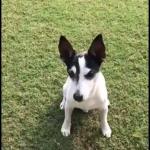 pidi rahul gandhi