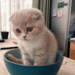 bowl of sad kittie
