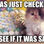 birthday kitten | I WAS JUST CHECKING; TO SEE IF IT WAS SAFE! | image tagged in birthday kitten | made w/ Imgflip meme maker