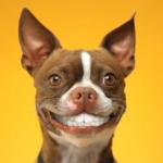 Dog Smile meme