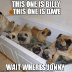 to many pugs | THIS ONE IS BILLY THIS ONE IS DAVE; WAIT WHERES JONNY | image tagged in to many pugs | made w/ Imgflip meme maker