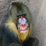 Disgusted Baboon