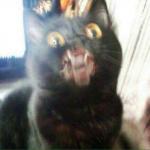 Surprise Anal Cat