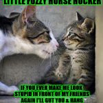 BULLY CAT | NOW YOU LISTEN TO ME YOU LITTLE FUZZY HORSE HOCKER; IF YOU EVER MAKE ME LOOK STUPID IN FRONT OF MY FRIENDS AGAIN I'LL GUT YOU & HANG YOU FROM A BRIDGE WITH YOUR ENTRAILS! YA GOT THAT HORSE HOCKER? | image tagged in bully cat | made w/ Imgflip meme maker