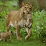 Lioness Carrying Cub