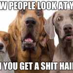 Dogs Surprised | HOW PEOPLE LOOK AT YOU WHEN YOU GET A SHIT HAIRCUT | image tagged in dogs surprised | made w/ Imgflip meme maker