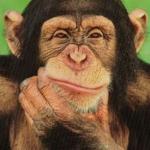 Thinking monkey 