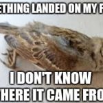 Birdie | SOMETHING LANDED ON MY FLOOR; I DON'T KNOW WHERE IT CAME FROM | image tagged in birdie | made w/ Imgflip meme maker