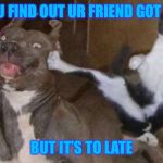 Karate Kitty | WHEN U FIND OUT UR FRIEND GOT SKILLZ; BUT IT’S TO LATE | image tagged in karate kitty | made w/ Imgflip meme maker
