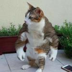 Hench pussy