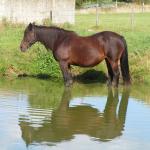 Horse in Water meme