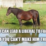 Horse in Water | YOU CAN LEAD A LIBERAL TO FACTS; BUT YOU CAN'T MAKE HIM THINK | image tagged in horse in water | made w/ Imgflip meme maker