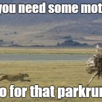 Lion Chasing Ostrich | When you need some motivation; to go for that parkrun PB | image tagged in lion chasing ostrich | made w/ Imgflip meme maker