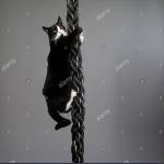 Rope cat