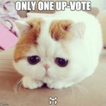 no up-vote syndrome  | ONLY ONE UP-VOTE; ;-; | image tagged in sad cat | made w/ Imgflip meme maker