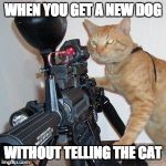 savage cat | WHEN YOU GET A NEW DOG; WITHOUT TELLING THE CAT | image tagged in cat with gun | made w/ Imgflip meme maker