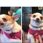 Angry Happy Chihuahua meme