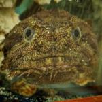 Oyster Toadfish meme