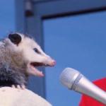 possum