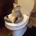 cat sitting on toilet