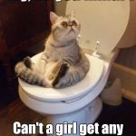 cat sitting on toilet | Hey, do you mind?! Can't a girl get any privacy around here? | image tagged in cat sitting on toilet | made w/ Imgflip meme maker