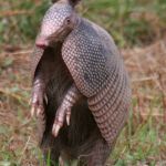 armadillo | ONCE A DILLO; ALWAYS A DILLO | image tagged in armadillo | made w/ Imgflip meme maker