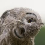 Owl neck