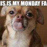 The Chihuahua hates Mondays. | THIS IS MY MONDAY FACE | image tagged in this is my monday face,chihuahua,dogs,monday face | made w/ Imgflip meme maker