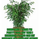 Weinstein's potted plant | SOMETIMES I THINK I'M PRETTY COOL BUT THEN I REMEMBER PLANTS CAN EAT SUNLIGHT AND POOP OUT OXYGEN | image tagged in memes,funny,funny memes,plants,gardening,cool | made w/ Imgflip meme maker