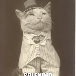 Aristocat | SPLENDID | image tagged in aristocat | made w/ Imgflip meme maker