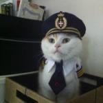 Pilot Cat