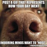 Post a GIF to represent how your day went | POST A GIF THAT REPRESENTS HOW YOUR DAY WENT; INQUIRING MINDS WANT TO "NOSE"; #CHUCKIETHECHOCOLATELAB | image tagged in chuckie the chocolate lab,post a gif,meme,dogs,cute,nose | made w/ Imgflip meme maker