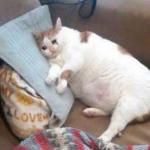 Sad fat cat