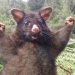 positive possum