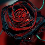 Black rose