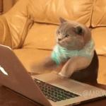 Typing cat meme
