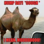 Hump Day | HUMP DAY!  *COUGH *; I MEAN, MOOOOOOOO! | image tagged in hump day | made w/ Imgflip meme maker