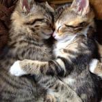 Cute Cats Cuddling