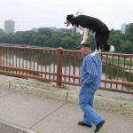 man controlled by a dog