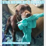 I steal dis | I STEAL DIS AND RIP IT UP, OKAY? #CHUCKIETHECHOCOLATELAB | image tagged in chuckie the chocolate lab teamchuckie,i steal dis,funny,dogs,cute,memes | made w/ Imgflip meme maker