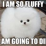 Fluffy dogs | I AM SO FLUFFY; I AM GOING TO DIE | image tagged in fluffy dogs | made w/ Imgflip meme maker